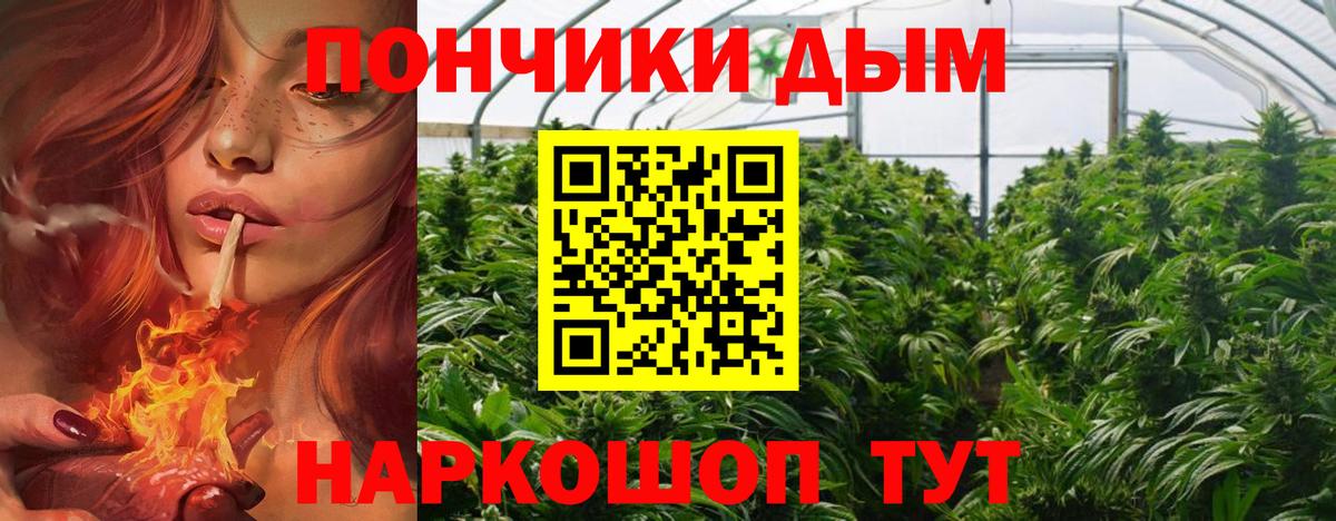Конопля сатива Сегежа